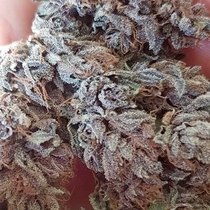 Keren Feminised (Europa Seeds) Cannabis Seeds