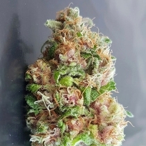 Purple Diesel Daze Feminised (Europa Seeds) Cannabis Seeds