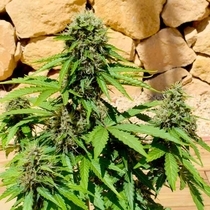Auto Crystal Lightning (Europa Seeds) Cannabis Seeds