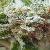 Auto Bite (Europa Seeds) Cannabis Seeds
