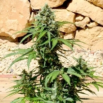 Gumberry Auto (Europa Seeds) Cannabis Seeds