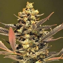 Mini Purps Auto (Europa Seeds) Cannabis Seeds