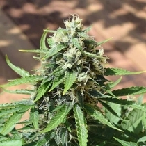 Stinking Dwarf Auto (Europa Seeds) Cannabis Seeds