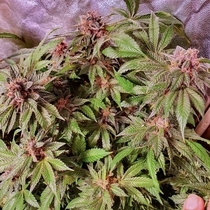 Jelly Donuts Feminised ( Discreet Seeds ) Cannabis Seeds