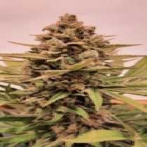 Jelly Donuts Autoflowering ( Discreet Seeds ) Cannabis Seeds