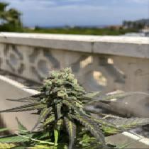 The Jab (aka Juicy Afghani Bud) Europa Seeds Cannabis Seeds