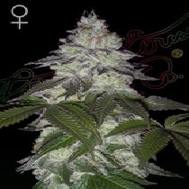 Milky Dreams feminised Cannabis Seeds