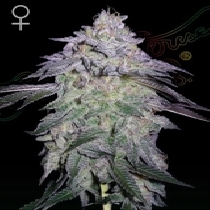 Nori Cake (Green House Seeds) Cannabis Seeds