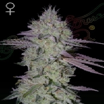 Tarte Tatin (Green House Seeds) Cannabis Seeds