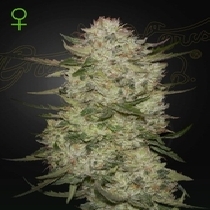 Highcloudz Auto (Green House Seeds) Cannabis Seeds