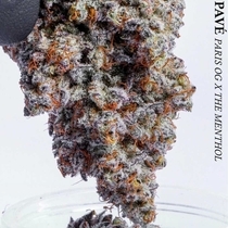 Blue Pavé Feminized(Compound Genetics Seeds) Cannabis Seeds