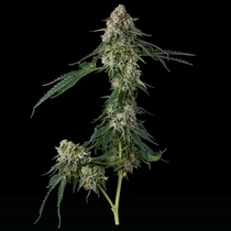 Honeycomb Pavé Feminized (Compound Genetics Seeds) Cannabis Seeds
