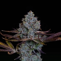 Candy Pavé Feminized (Compound Genetics Seeds) Cannabis Seeds