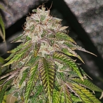  GMO Rainbowz Feminized(Pheno Finder Seeds) Cannabis Seeds