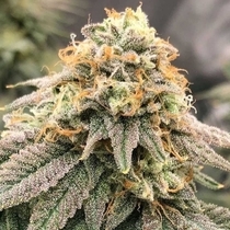 Pinkz Feminized (Pheno Finder Seeds) Cannabis Seeds
