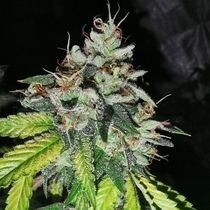 Britcoin Feminized (Pheno Finder Seeds) Cannabis Seeds