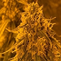 Alien OG Kush(Discreet Seeds) Cannabis Seeds