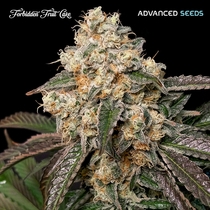 Forbidden Fruit Cake(Advanced Seeds) Cannabis Seeds