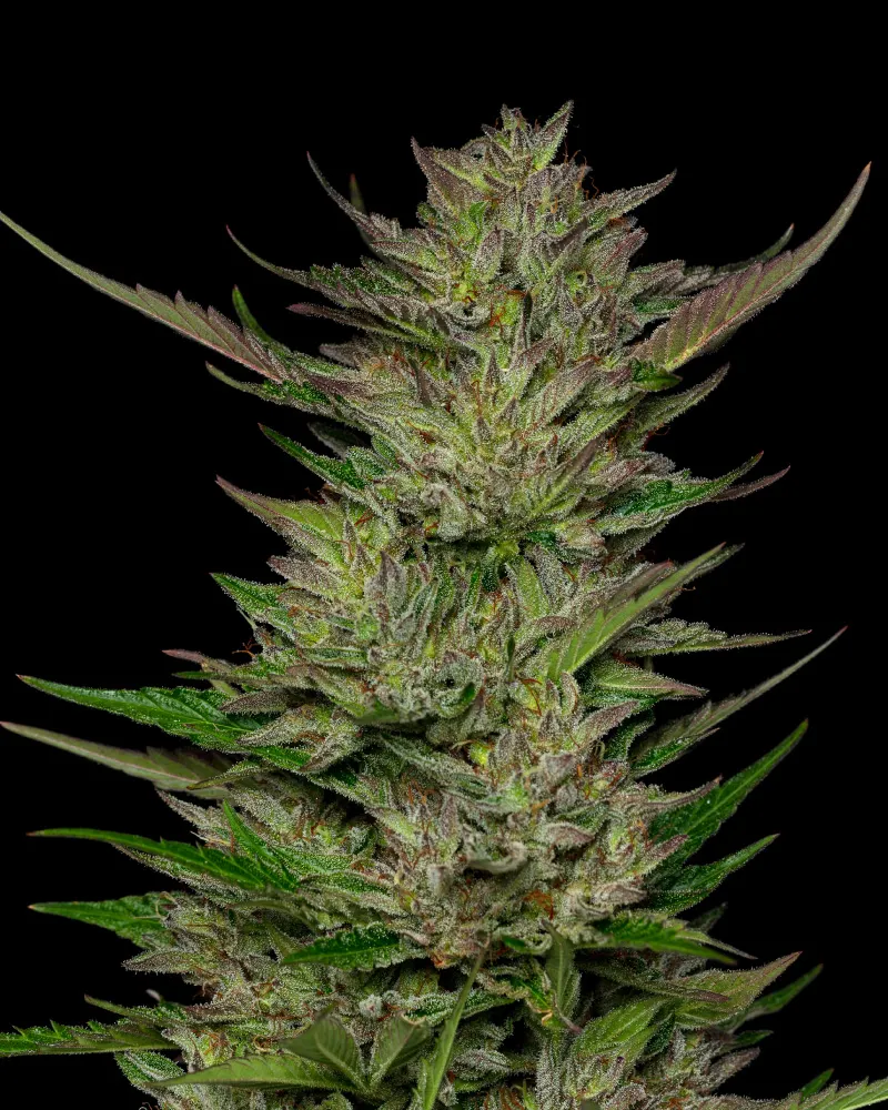 Don Carlos (Humboldt Seed Company) Cannabis Seeds