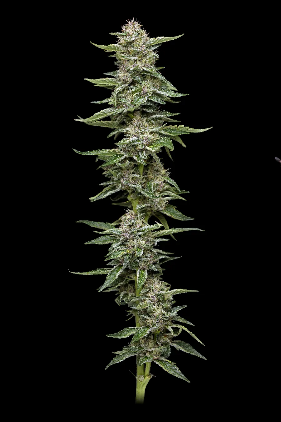 Garlic Budder  (Humboldt Seed Company) Cannabis Seeds