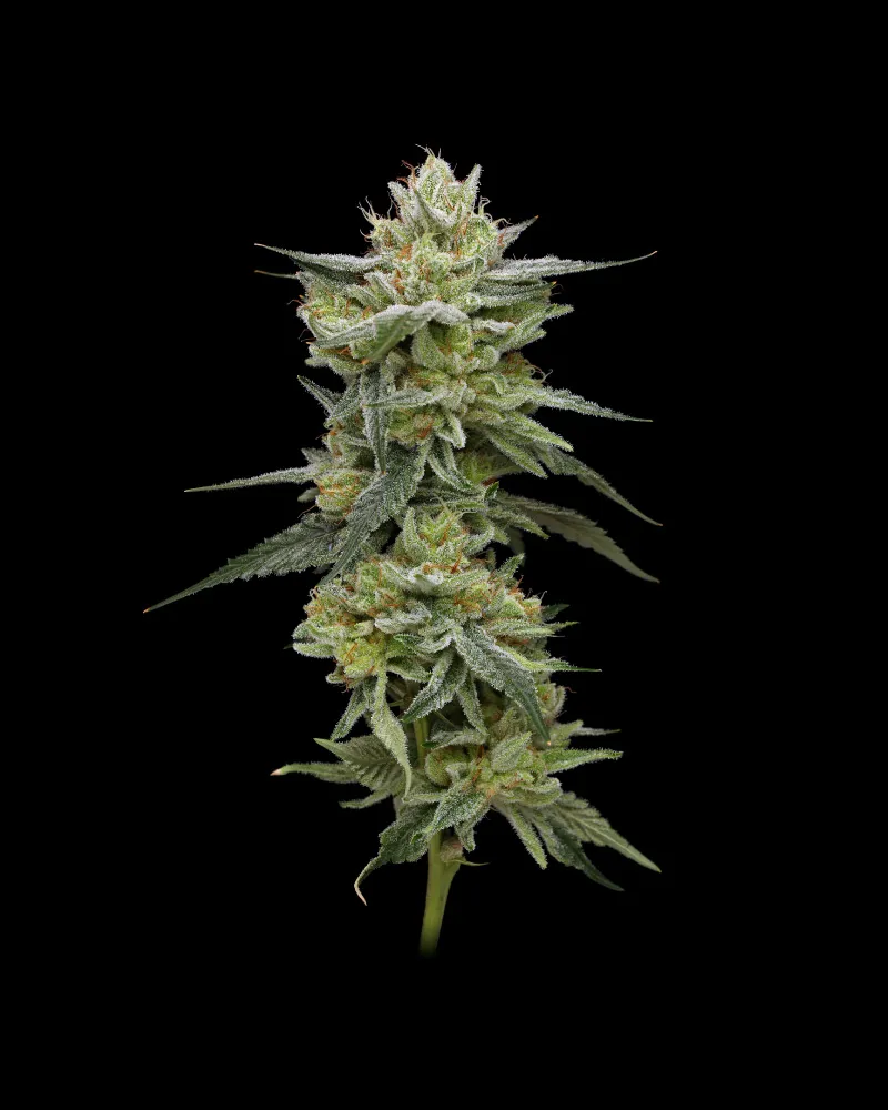 Hella Jelly (Humboldt Seed Company) Cannabis Seeds