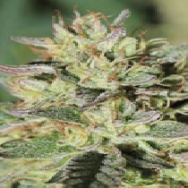 HendRx Wedding Tree (Humboldt Seed Company) Cannabis Seeds