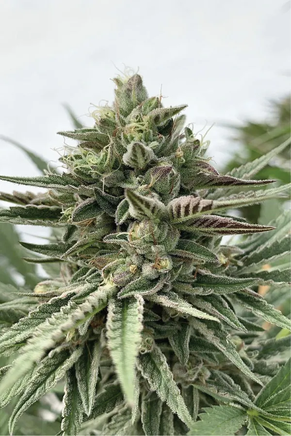 Humboldt Pound Cake (Humboldt Seed Company) Cannabis Seeds