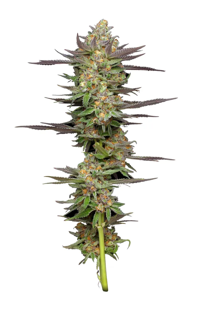 Mint Jelly Auto (Humboldt Seed Company) Cannabis Seeds