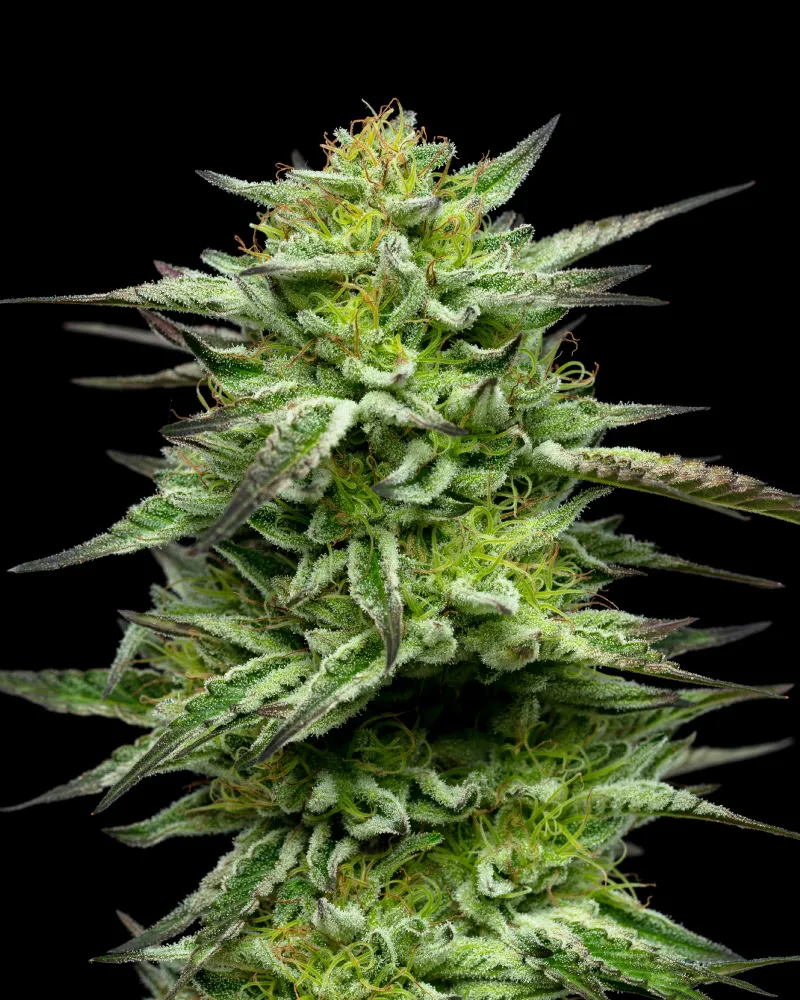 Mountaintop Mint (Humboldt Seed Company) Cannabis Seeds