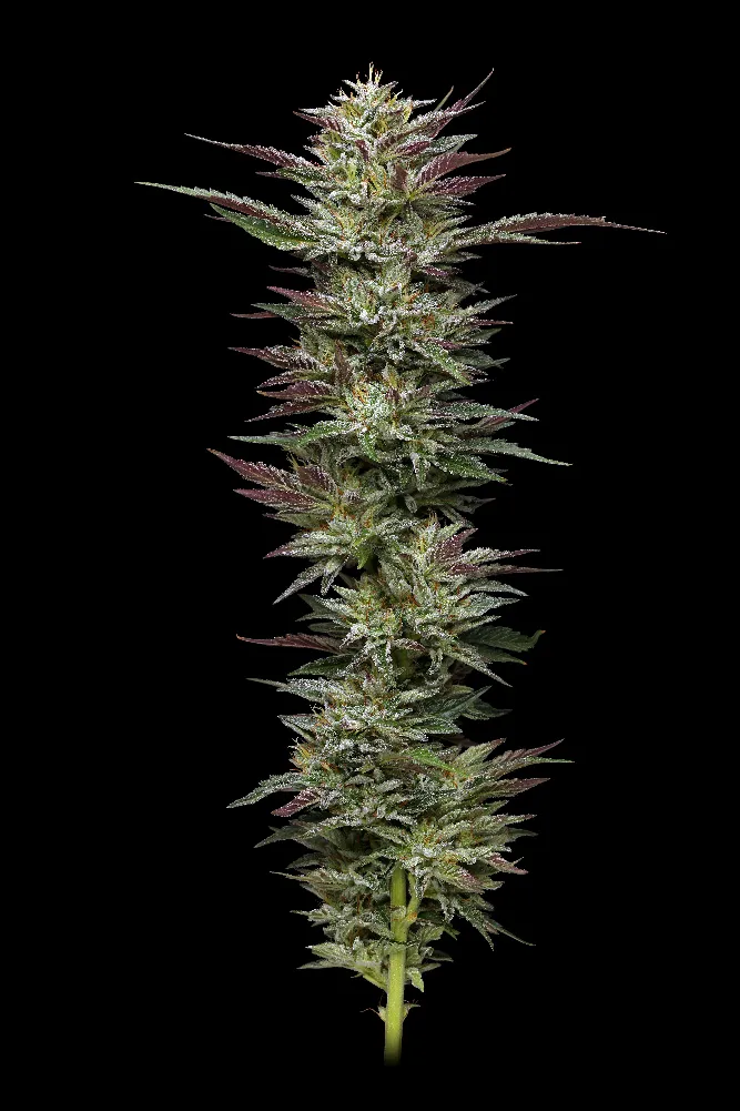 Nutter Budder (Humboldt Seed Company) Cannabis Seeds