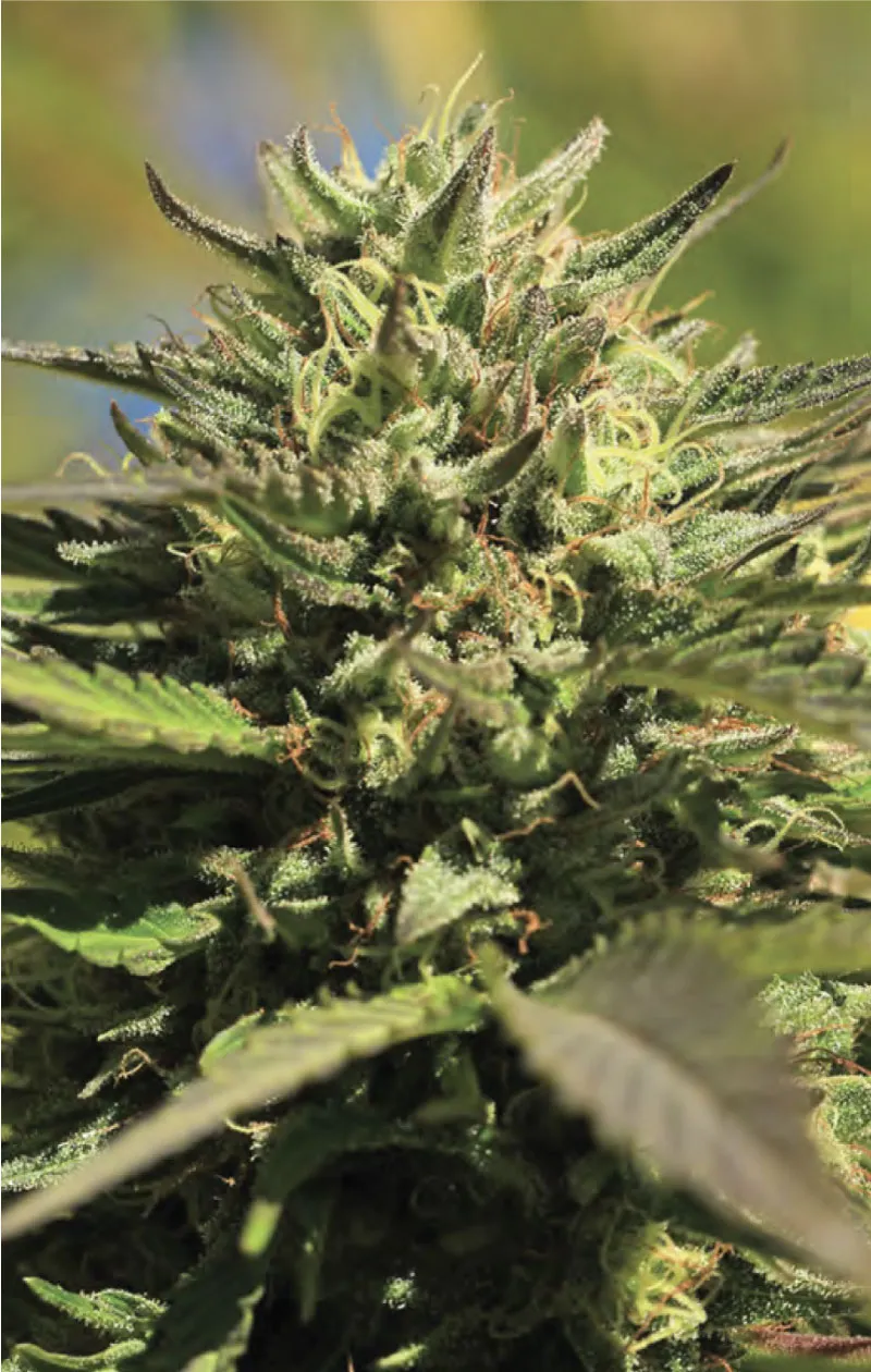 OG Kush (Humboldt Seed Company) Cannabis Seeds