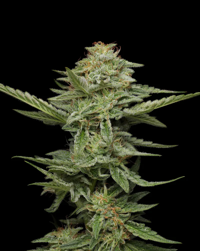 Pistachio (Humboldt Seed Company) Cannabis Seeds
