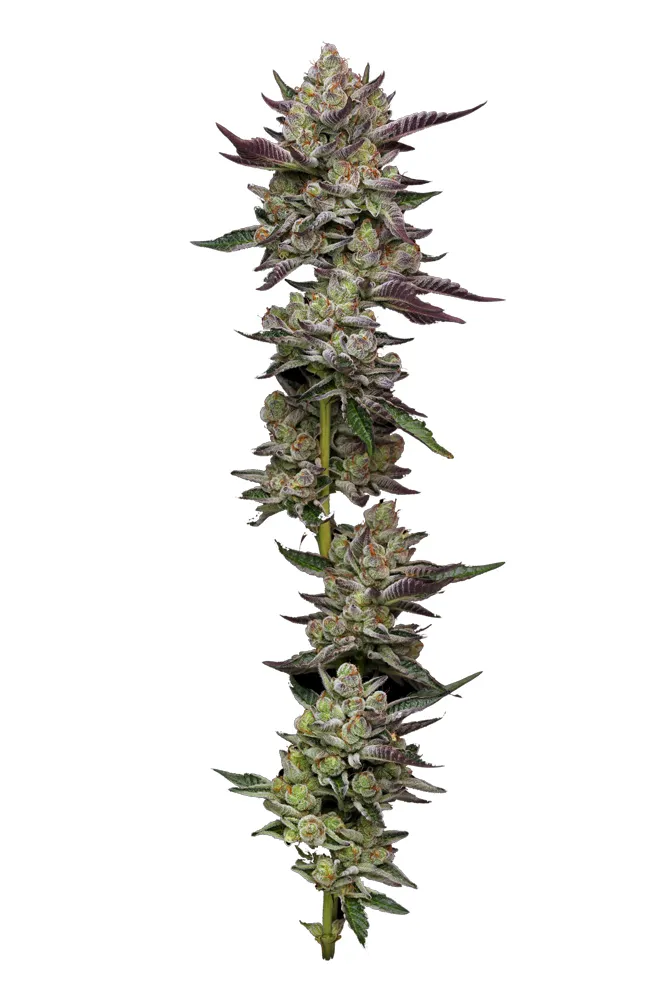 Poddy Mouth (Humboldt Seed Company) Cannabis Seeds