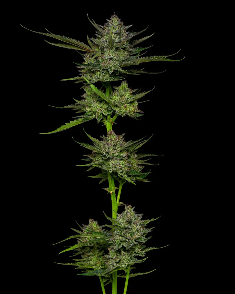 Sour Apple Auto (Humboldt Seed Company) Cannabis Seeds
