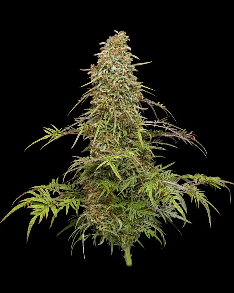 Supafreak (Humboldt Seed Company) Cannabis Seeds