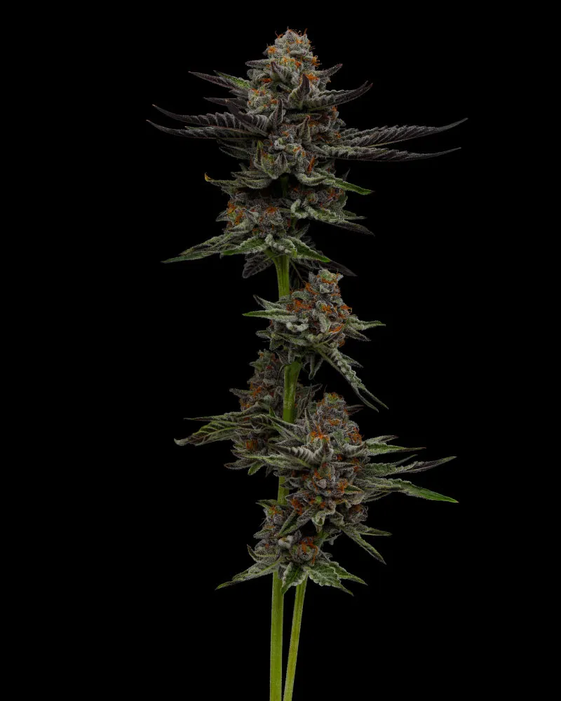 Vanilla Creme Pie (Humboldt Seed Company) Cannabis Seeds
