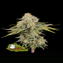 Black Rainbow Auto (SeedStockers Seeds) Cannabis Seeds