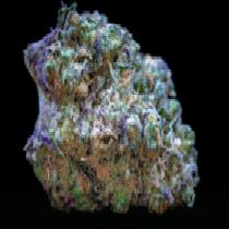 Frozen Cherry Runtz (Growers Choice Seeds) Cannabis Seeds