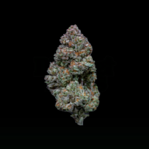 RS11 (Growers Choice Seeds) Cannabis Seeds