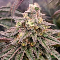LIMITED EDITION Forbidden Fruit Fast (Humboldt Seed Organisation Seeds) Cannabis Seeds
