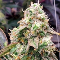 LIMITED EDITION Gushers Fast (Humboldt Seed Organisation Seeds) Cannabis Seeds