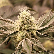 Mouth Wash (Humboldt Seed Organisation Seeds) Cannabis Seeds