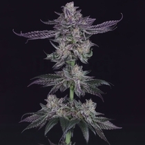 Banana Fudge Pop (Crockett Family Farms) Cannabis Seeds