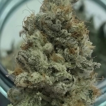Golden Lemon Juice (Crockett Family Farms) Cannabis Seeds