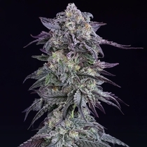 Grape Godalope (Crockett Family Farms) Cannabis Seeds
