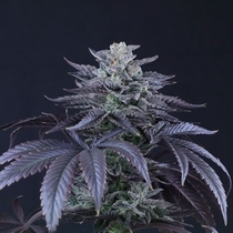 Loco Berry (Crockett Family Farms) Cannabis Seeds