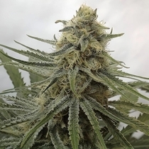 Juicy Dreams (Crockett Family Farms) Cannabis Seeds
