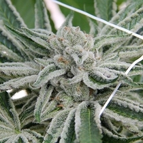 Papaya Razzlez  (Seedism Seeds) Cannabis Seeds