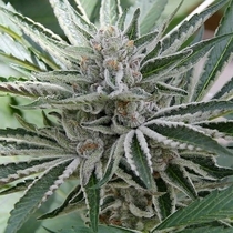 Sour Candy Razzlez (Seedism Seeds) Cannabis Seeds