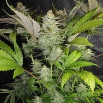 Sweet Lemon Razzlez (Seedism Seeds) Cannabis Seeds